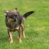 Toffee - Dorfprinzessin