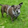 Henry sucht ein neues Zuhause