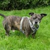 Henry sucht ein neues Zuhause