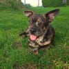 Henry sucht ein neues Zuhause