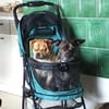 Henry sucht ein neues Zuhause