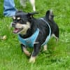 Fritz sucht ein neues Zuhause