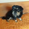 Fritz sucht ein neues Zuhause