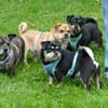 Fritz sucht ein neues Zuhause