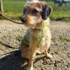 Layla - Einzelprinzessin