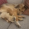 Layla - Einzelprinzessin