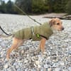 Layla - Einzelprinzessin
