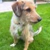 Layla - Einzelprinzessin