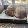 Layla - Einzelprinzessin