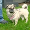 Rosi sucht ein neues Zuhause
