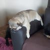 Rosi sucht ein neues Zuhause