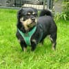 Hannes sucht eine neues Zuhause