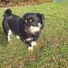 Hannes sucht eine neues Zuhause