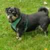 Hannes sucht eine neues Zuhause