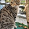 Tigermädchen Flia sucht ihre Familie