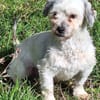 NICOLINO -idealer Familienhund-
