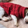 NICOLINO -idealer Familienhund-