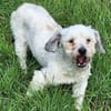 NICOLINO -idealer Familienhund-