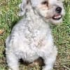 NICOLINO -idealer Familienhund-