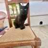 Langhaariges Katzenmädchen Tara