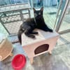 Langhaariges Katzenmädchen Tara