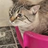 Gutmütiger Kater Bizcocho