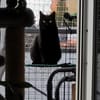 Lackfellchen Nia sucht ihre Familie