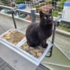 Lackfellchen Nia sucht ihre Familie