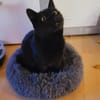 Lackfellchen Nia sucht ihre Familie