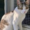 Kater Balou sucht seine tollkühne Crew