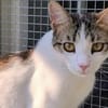 Kater Balou sucht seine tollkühne Crew