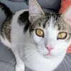 Kater Balou sucht seine tollkühne Crew