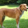 Nina - hübsche Griechin auf der Suche