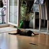 Lieber Akari sucht sein Zuhause