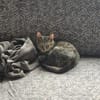 Lieber Akari sucht sein Zuhause