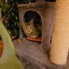 Lieber Akari sucht sein Zuhause