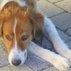 Nicos - Sensibelchen auf der Suche