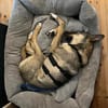 tolle Hündin, Frida, 1,5 Jahre, 19kg