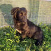 Herziger Hütehundmix Brigo sucht ...