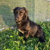 Herziger Hütehundmix Brigo sucht ...
