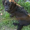 Herziger Hütehundmix Brigo sucht ...