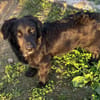 Herziger Hütehundmix Brigo sucht ...