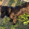Herziger Hütehundmix Brigo sucht ...