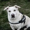 Charly sucht neues Power-Zuhause