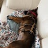 Annabella sucht ein neues Zuhause