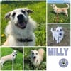 MILLY -offen, lernbereit & schlau-