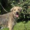 BARNEY: Der aufgeschlossene Schmusebär s