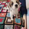 🐶 Cooper  neugieriger Beagle-Mix-Bub