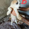 🐶 Cooper  neugieriger Beagle-Mix-Bub