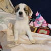 🐶 Cooper  neugieriger Beagle-Mix-Bub